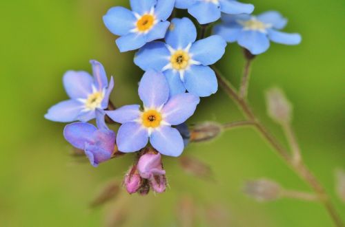 forget me not blossom bloom