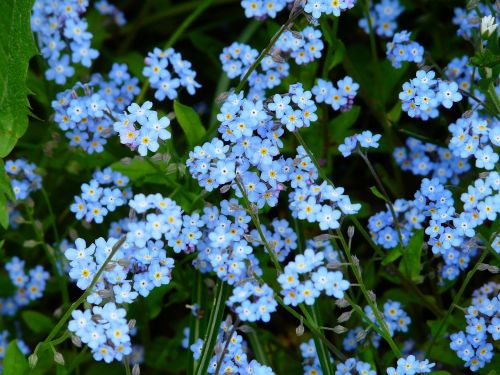 forget me not flower meadow