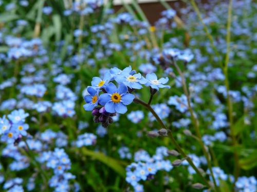 forget me not flower meadow