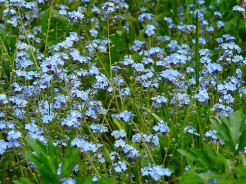 forget me not flower meadow