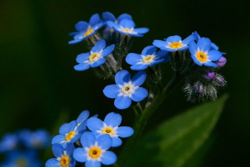 forget me not  nature  flower