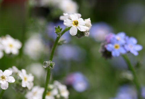 forget-me-not  flower  blue