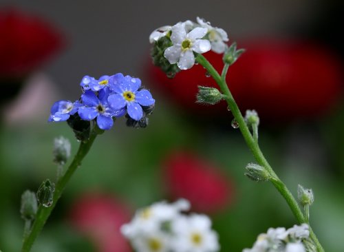 forget-me-not  flower  blue