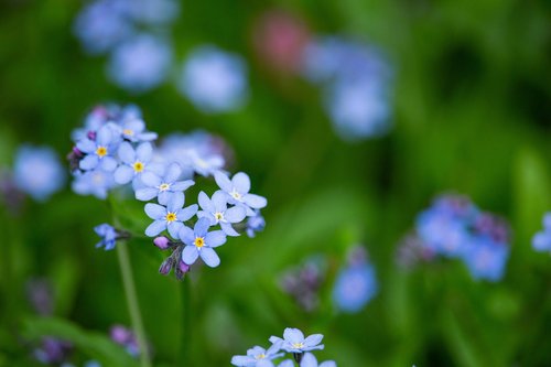 forget me not  scorpion grasses  blue flower