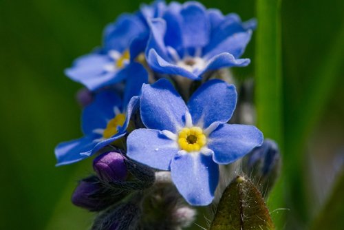 forget me not  blossom  bloom