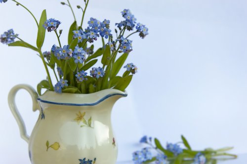 forget me not  flowers  bouquet