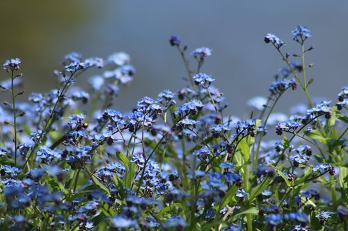 forget me not  flowers  blue