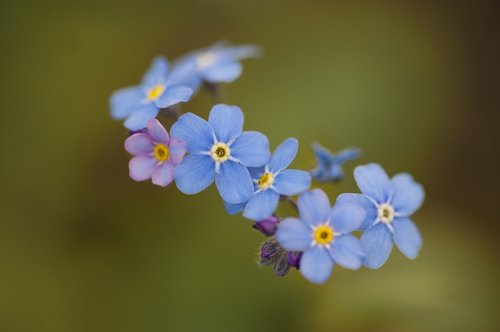 forget-me-not  flowers  meadow