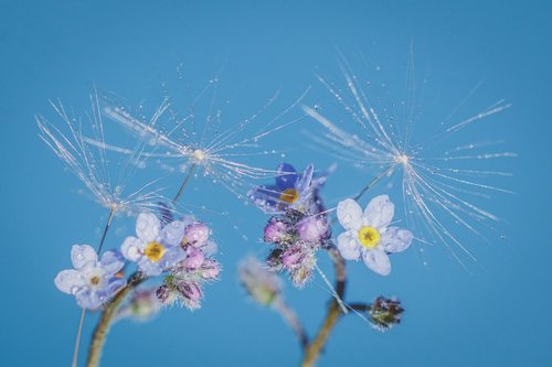 forget me not  flower  spring flowers