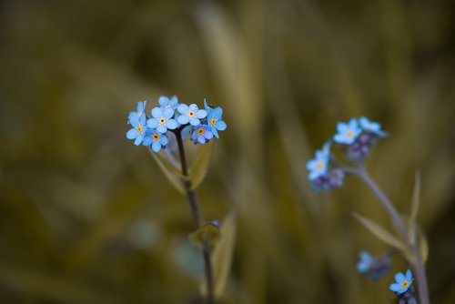 forget me not  flowers  blue