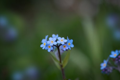 forget me not  flower  blue