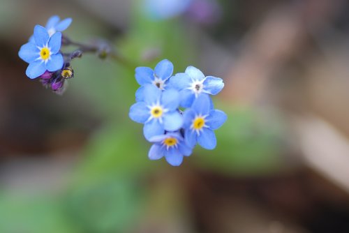 forget-me-not  blue  bloom