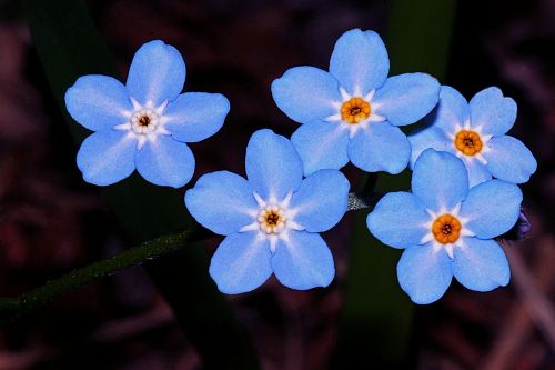 forget-me-not flower blue
