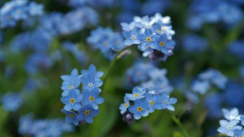 forget me not flower meadow