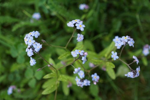 forget me not flower blue