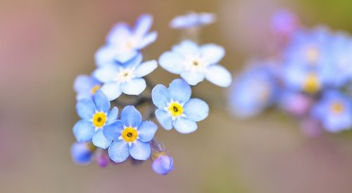 forget me not flower pointed flower