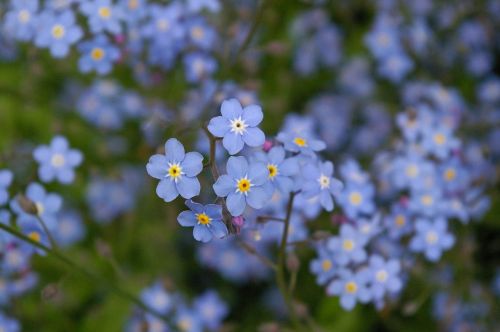 forget me not blue tender