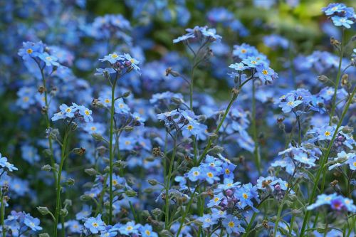 forget-me-not flowers blue