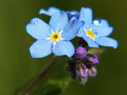 forget me not macro close