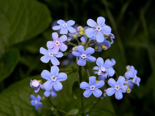 forget-me-not flower blue flower