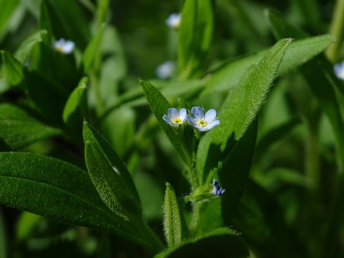 forget-me-nots  grass  flower