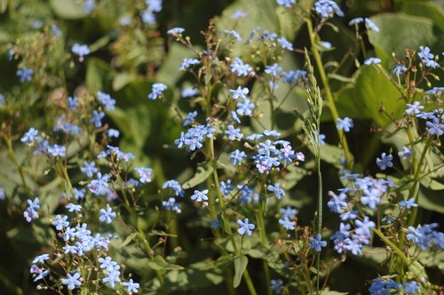 forget-me-nots  flowers  green