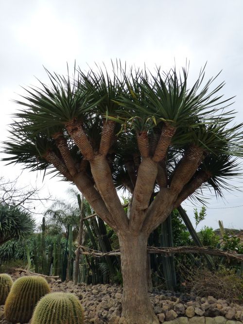forio cactus garden dragon tree