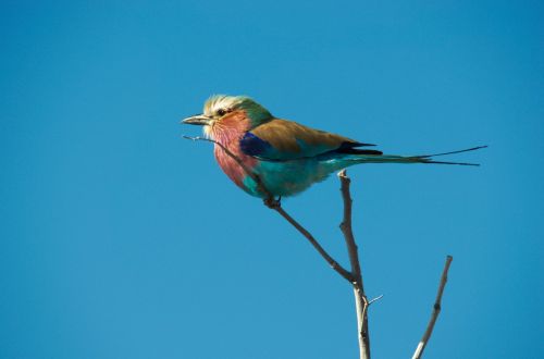 forked roller bird colorful