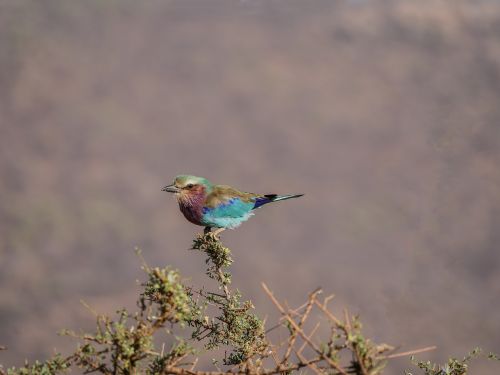 forked roller colorful bird