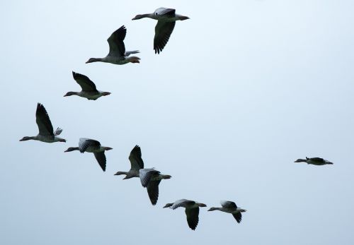 formation migratory birds geese