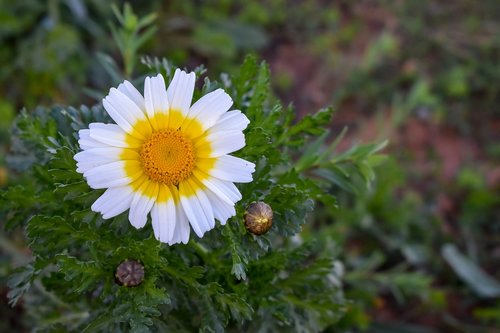 formentera  flower  daisy