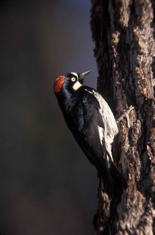 formicivorus melanerpes bark