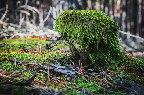 forrest moss mystical