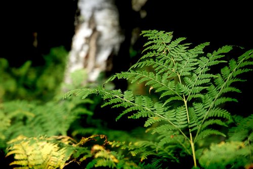 forrest  plant  nature