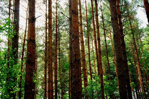 forrest  tree  sky