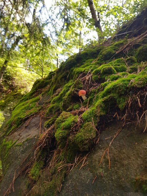 forrest  mountains  stones