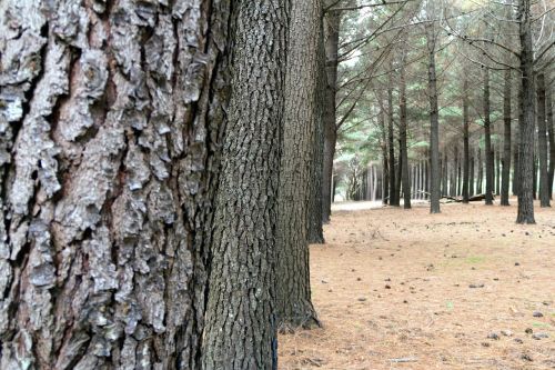 forrest tree environment