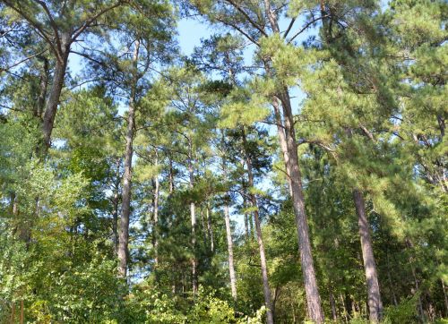 Forest Landscape