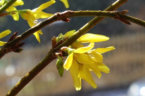 forsycje spring march