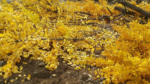 spring plants yellow