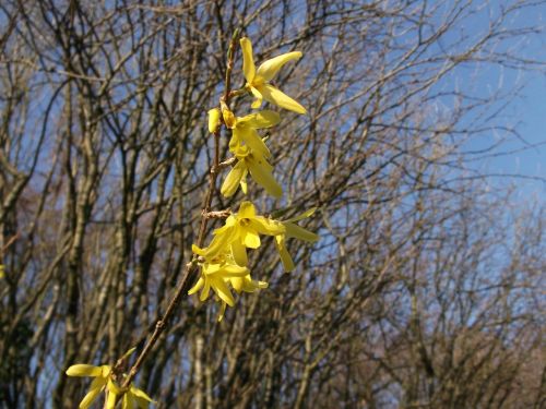 forsythia ornamental shrub golden bells