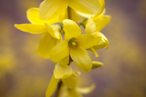 forsythia spring flower