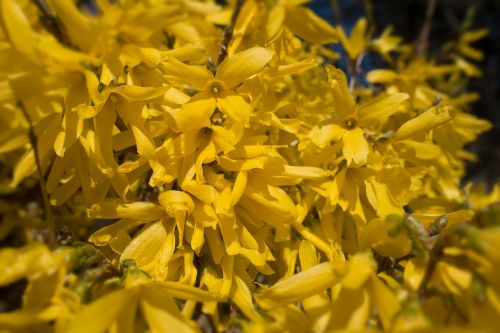 forsythia bush garden forsythia