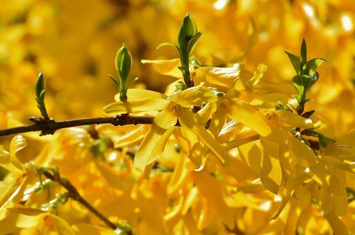 forsythia flowers yellow