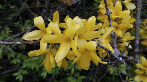 forsythia gold lilac yellow