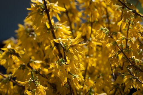 forsythia gold lilac golden bells