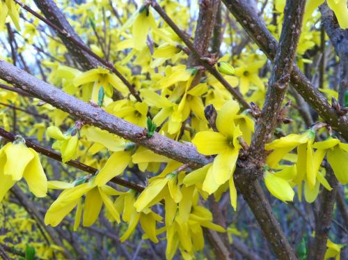 forsythia spring blossoms yellow flowers