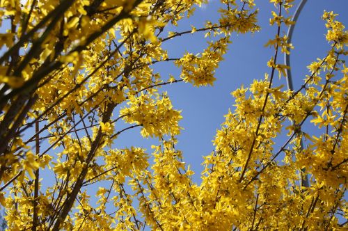 forsythia nature yellow