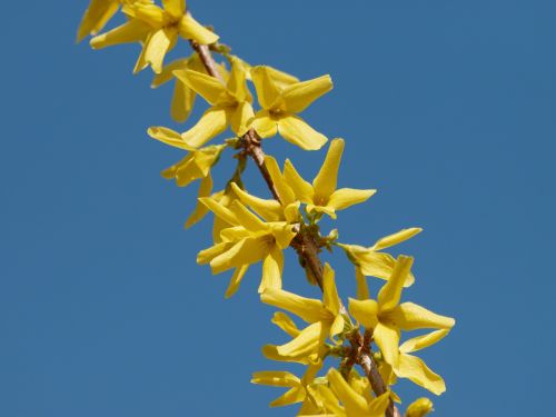 forsythia shrub yellow