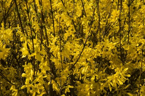 forsythia yellow flowers